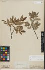 Foto von Salix lapponum L. x Salix silesiaca Willd.